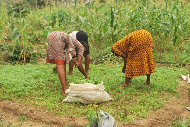 GHAF SUPPORTS TO RURAL WOMEN ON AGRICULTURAL LIVELIHOOD FARMING